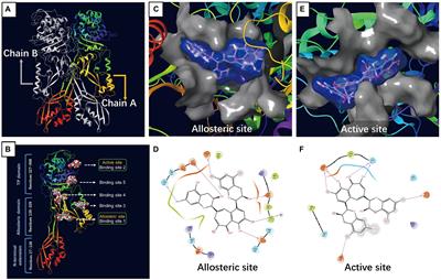 Molecular docking and proteomics reveals the synergistic antibacterial mechanism of theaflavin with β-lactam antibiotics against MRSA